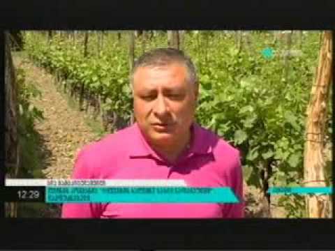 ქვევრის ღვინის მუზეუმის გახსნა. 17 05 2014   მაესტრო   ახალი ამბები 12 00