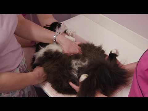 فيديو: كيفية أخذ عينة بول من قطة