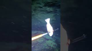 Night Adventure! #fishing #youtube #fish #youtubeshorts #nature #youtubevideos #ocean #gopro