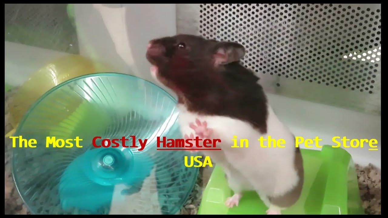 The most expensive hamster in a popular pet STORE (USA) YouTube