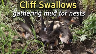 Cliff Swallows gathering mud for nest building