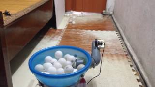 Ping pong robot - máy bắn bóng bàn mini