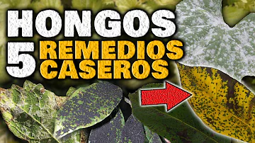 ¿Qué remedio casero elimina los hongos blancos de las plantas?