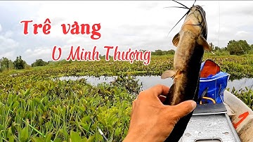 Câu cá thác lác rừng U Minh Thượng (tập 109)