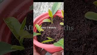 How to grow Chiku plant from single Leaf . #shorts #chiku