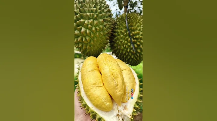 Amazing Ri6 Durian Farm - 越南榴莲农场 - 榴莲出口 - ドリアン农园 #durian #food #durianfruit - 天天要闻