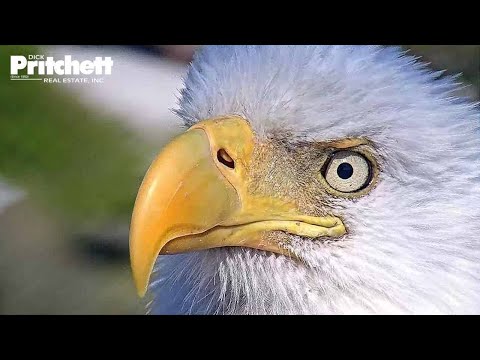 Southwest Florida Eagle Cam - Cam 1