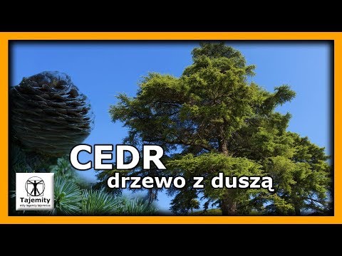 Wideo: Czy w Europie są drzewa cedrowe?