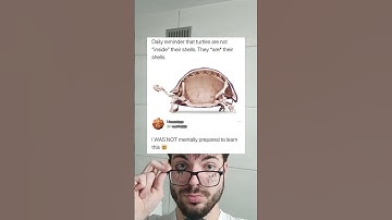 Daily reminder that turtles are not "inside" their shells. They *are* theirshells.