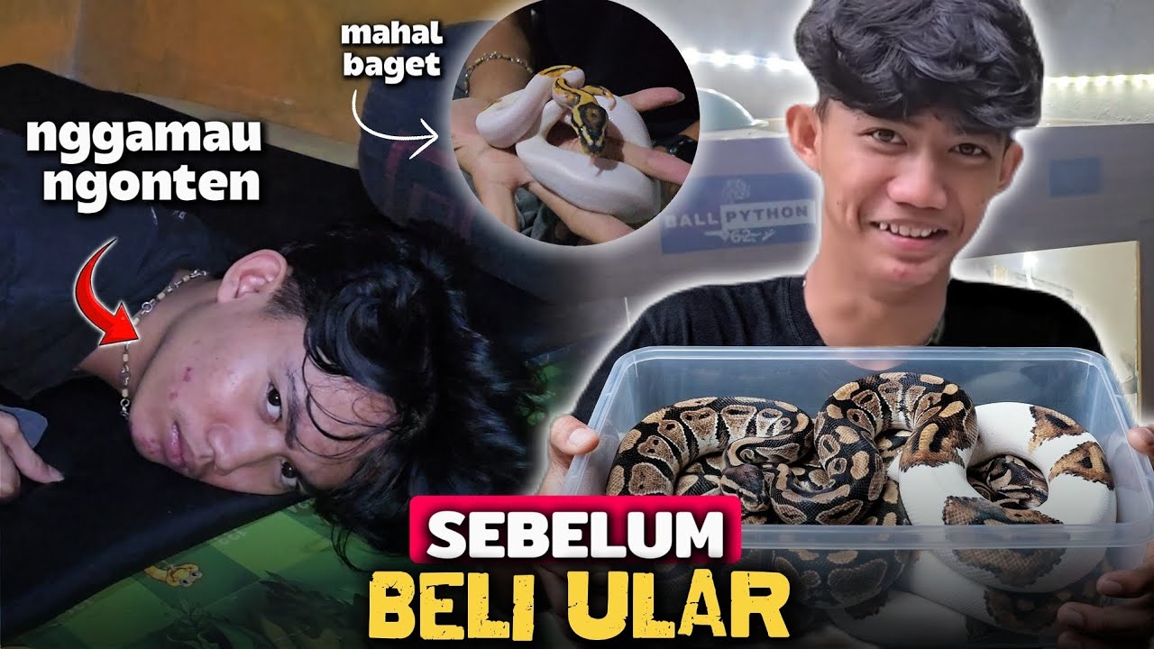 GARA GARA ULAR SAMPAI RAYYAN GAMAU NGONTEN!!!!