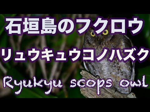 【夜の野鳥撮影】石垣島のフクロウ リュウキュウコノハズク Ryukyu scops owl
