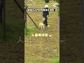 【不意外😂】颱風天見樓下有人遛狗 一看「全是柴柴」網笑翻|颱風|巴威|柴犬|公園|遛狗