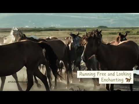 'Wild Beauty: Horses