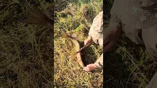 А ВЫ ГИПНОТИЗИРУЕТЕ ЩУК?? #shorts #fishing #рыбалка #taiga