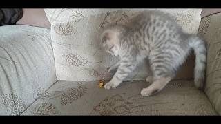 Kätzchen spielt mit Bonbon 🍬/ Kitten plays with sweets