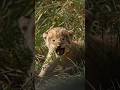 A Tiny Three Week Old Lion Cub Emerges From The Grass! (Nharu Pride’s Cubs)