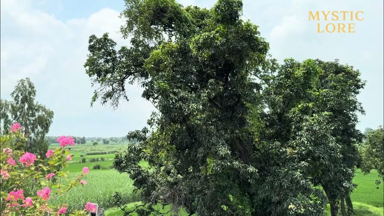 Aisa Des Hai Mera (AI Rendition) | Mystic Lore | Veer-Zaara Tribute | Lata Mangeshkar, Udit Narayan Aisa Des Hai Mera (AI Rendition) | Mystic Lore | Veer-Zaara Tribute | Lata Mangeshkar, Udit Narayan