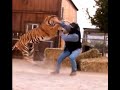 Extreme tiger attack hollywood safari