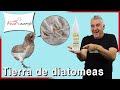 ✅ Tierra de diatomeas: usos en las GALLINAS contra el PIOJO