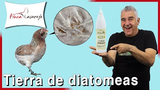 ✅ Tierra de diatomeas: Elimina el PIOJO de las GALLINAS
