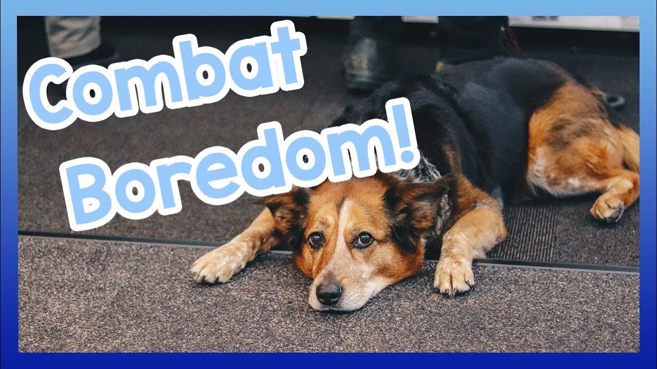 5 Tips and Tricks to Relieve Dog Boredom