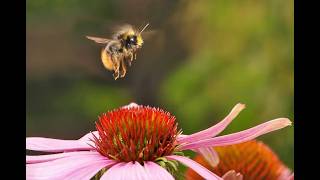 You Won't Believe What Bumblebees Do! (Funny & Inspiring)