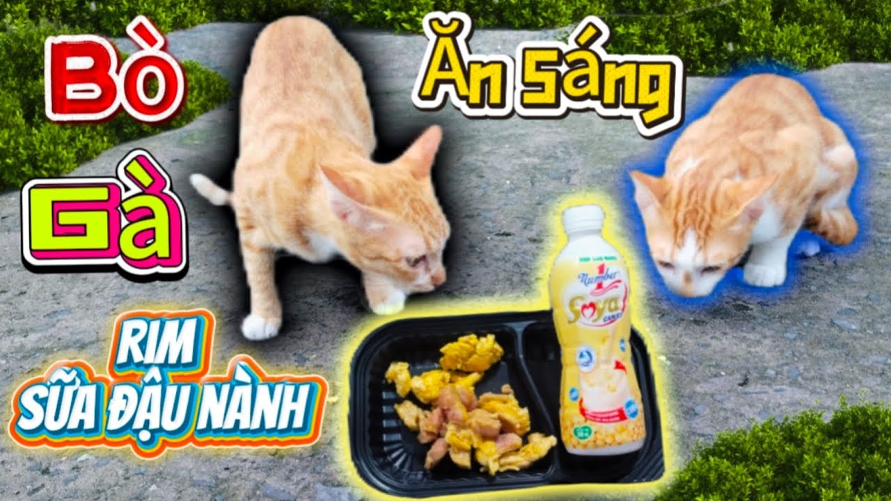 Sữa Đậu Nành rim thịt Bò, 2 Mẹ con mèo tranh nhau ăn không còn gì liếm sạch dĩa.