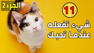 11 تصرف تفعله القطط عندما تكون تحبك