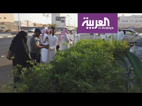 صباح العربية حائل توسع رقعتها الخضراء