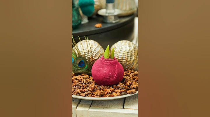 🎄👉🎄Sidu`s Welt zeigt: Weihnachts Deko Ideen mit Amaryllis🎄👉🎄