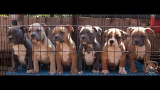 American Bully Puppies | Week by Week | WildBoyz Kennel | by Restless TV 1,646 views 3 years ago 6 minutes, 40 seconds