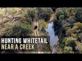 Hunting whitetail near a creek