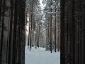 Winter Walk