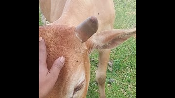 Sapi lucu Lembu Lembu Lucu Suara Sapi Sapi moo   #sapilucu #lembu #lembulucu