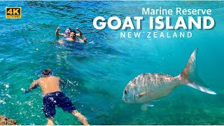 Goat Island Marine reserve | snorkeling | 4k | New Zealand | Harpal Singh Guron