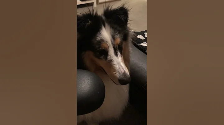 Collie reacts to Mario