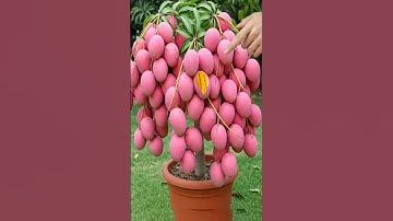 How to graft a mango tree with a banana to produce more fruit#mango #grafting #banana
