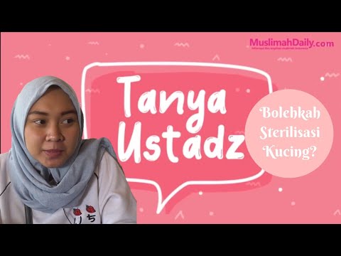 Video: Apakah Mungkin Untuk Mensterilkan Kucing Yang Belum Melahirkan?