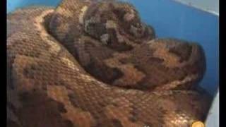 Famous Shivering thermogenesis in a brooding coastal carpet python Net Worth