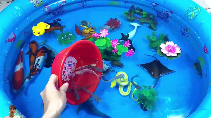 Let's explore what fish and sea creatures there are:sharks,jellyfish#goldfish#animals#viral videos