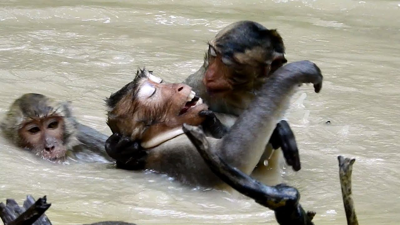 Monkeys Swim With Babies But Pity On Baby ST1343 Mono Monkey - YouTube