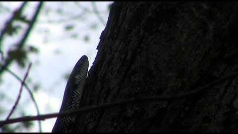 REPTILE EXAM: VOMERONASAL ORGAN IN SNAKES.avi