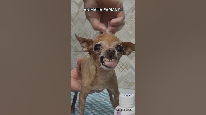 PINSCHER LAVA O COOL