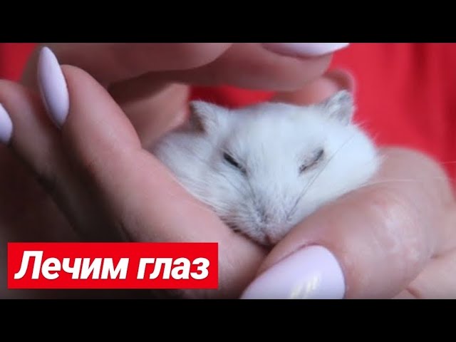 JESSLIFE-Pets. Хомяк закрыл глаза