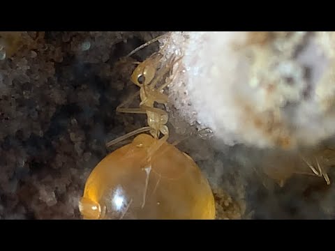 Honey Pot Ants,