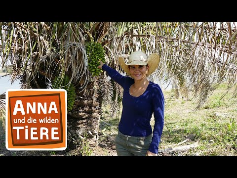 Video: Lesser Sulphur Crested Kakadu