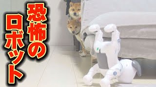 こわい犬型ロボットに震える豆柴兄弟・・・