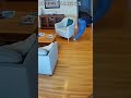 Robot Vacuum Steals Sock and Goes Rogue!