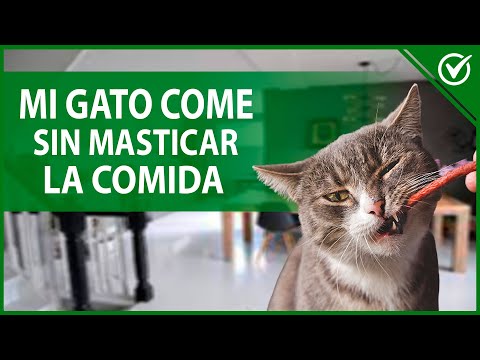 Video: Trucos para frenar a un gato de masticar