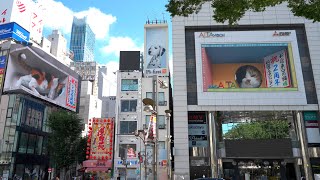 4K HDR: 3D Cat in Shinjuku  Billboard Tokyo Japan